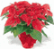poinsetta.gif